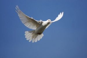 голуби Новосибирского крематория